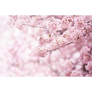 Vliesová fototapeta XXL Sakura 360 x 254 cm, 4 diely
