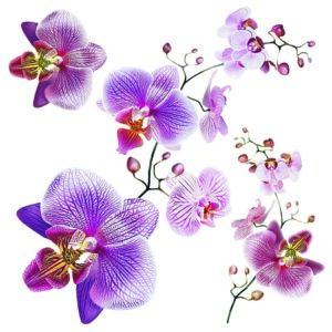 Samolepiaca dekorácia Orchids